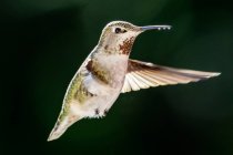 Hummingbird hobmid air, Канада — стоковое фото
