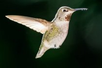 Hummingbird hovering mid air, Canada — Stock Photo