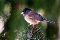 Junco pássaro em um ramo, Canadá — Fotografia de Stock