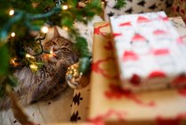 Kitten lying under a Christmas tree next to wrapped gifts — Stock Photo