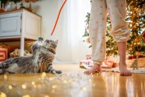 Chica de pie junto a un árbol de Navidad jugando con su gato - foto de stock