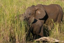 Madre y dos terneros elefantes, Parque Nacional Kruger, Sudáfrica - foto de stock