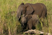 Mãe e dois bezerros elefantes, Parque Nacional Kruger, África do Sul — Fotografia de Stock