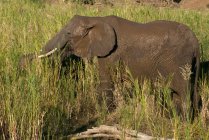 Elefante em pé no mato, Parque Nacional Kruger, África do Sul — Fotografia de Stock