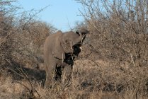 Слоняче теля в кущі (національний парк Крюгер, ПАР). — стокове фото
