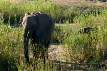 Vitello elefante ed elefante, Parco nazionale di Kruger, Sudafrica — Foto stock