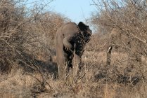 Ternero elefante corriendo en arbusto, Parque Nacional Kruger, Sudáfrica - foto de stock