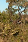 Kudu em pé atrás de um arbusto, Kruger National Park, África do Sul — Fotografia de Stock