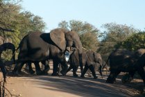 Стадо слонов, переходящих дорогу, Национальный парк Крюгер, ЮАР — стоковое фото