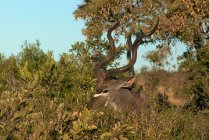 Kudu in piedi dietro un cespuglio mangiare, Kruger National Park, Sud Africa — Foto stock