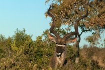 Portrait d'un Kudu debout derrière un buisson, parc national Kruger, Afrique du Sud — Photo de stock