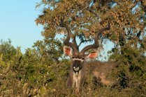 Porträt eines Kudu, der hinter einem Busch steht, Kruger National Park, Südafrika — Stockfoto