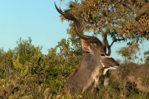 Kudu em pé atrás de um arbusto, Kruger National Park, África do Sul — Fotografia de Stock