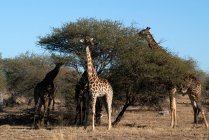 Giraffes standing by a tree eating, Kruger National Park, South Africa — Stock Photo