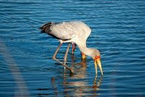 Two Yellow-billed stork standing in a river feeding, Kruger National Park, South Africa — Stock Photo