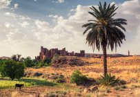 Burro de pie frente a una fortaleza, Marruecos - foto de stock