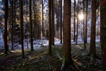 Sunburst attraverso gli alberi, Alpi francesi, Francia — Foto stock