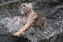 Тигр плещется в реке в Индонезии — стоковое фото