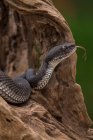 Serpente de víbora de poço de mangue em uma rocha, Indonésia — Fotografia de Stock