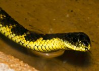 Western Tiger Snake (Notechis scutatus occidentalis) em um lago, Austrália Ocidental, Austrália — Fotografia de Stock