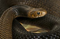 Close-up de uma cobra marrom oriental (Pseudonaja textilis), Austrália — Fotografia de Stock