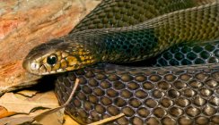 Nahaufnahme einer östlichen braunen Schlange (Pseudonaja textilis), Australien — Stockfoto