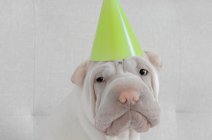 Shar-pei puppy dog wearing a party hat — Stock Photo