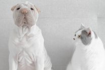 Британская короткошерстная кошка смотрит на щенка шар-пей — стоковое фото