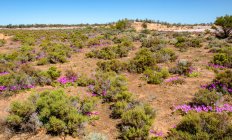Paesaggio desertico vicino a Kalgoorlie, Australia Occidentale, Australia — Foto stock
