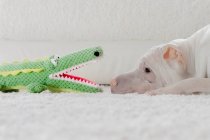 Shar-pei perro acostado en el suelo mirando a un cocodrilo de juguete - foto de stock