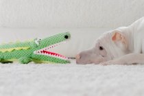 Shar-pei cão deitado no chão olhando para um crocodilo de brinquedo — Fotografia de Stock