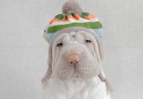 Shar-pei dog wearing a woolly hat — Stock Photo