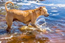 American Staffordshire Terrier steht in einem Fluss — Stockfoto