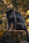 Black panther on a rock, Indonesia — Stock Photo