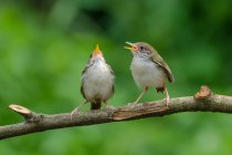 Dois pássaros prinia Bar-alados empoleirados em um ramo, Banten, Indonésia — Fotografia de Stock