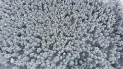 Vista aérea de un bosque cubierto de nieve, Monte Trebevic, Sarajevo, Bosnia y Herzegovina - foto de stock