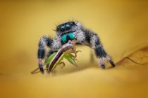 Крупный план прыгающего паука, поедающего насекомое, Индонезия — стоковое фото