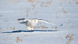 Snowy owl landing, Quebec, Canadá - foto de stock