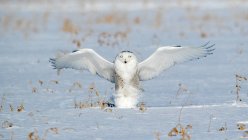 Snowy owl landing, Quebec, Canada — Stock Photo