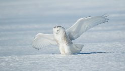 Snowy owl landing, Quebec, Canadá - foto de stock