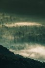Morgennebel über einem alpinen Wald, North Carolina, Vereinigte Staaten — Stockfoto