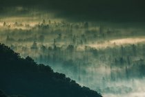 Nevoeiro matutino sobre uma floresta alpina, Carolina do Norte, Estados Unidos — Fotografia de Stock