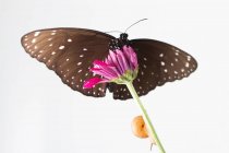 Mariposa y caracol en una flor, Indonesia - foto de stock
