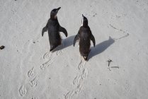 Вид сверху на двух африканских пингвинов на Боулдерс-Бич, Западная Мыса, Южная Африка — стоковое фото