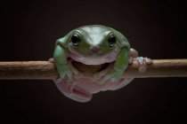 Australian Green Tree Frog on a branch, Indonesia — Stock Photo