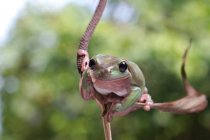 Австралийская зеленая древесная лягушка на ветке, Индонезия — стоковое фото