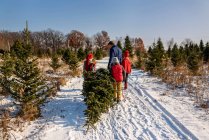Padre y tres niños llevando el árbol de Navidad en la escena nevada al aire libre - foto de stock