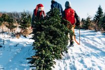 Father and children carrying christmas tree in snowy outdoor scene — Stock Photo