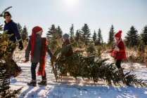 Отец и трое детей, несущих рождественскую елку на снежной открытой сцене — стоковое фото