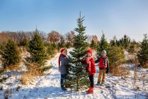Трое детей выбирают рождественскую елку на ферме, США — стоковое фото